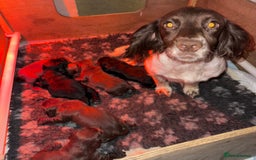 Sprocker dogs for sale: Sprocker pups - Image 9