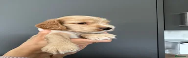 Cocker Spaniel 8