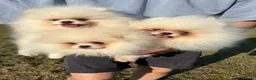 Pomeranian dogs for sale:     Luxury White Pomeranian Puppies  - Advert 24