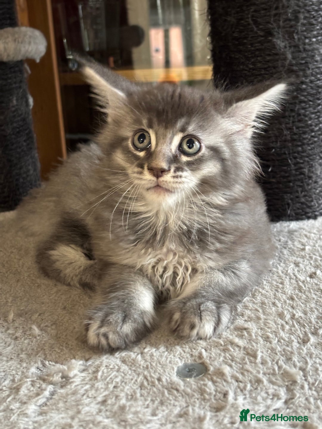Maine Coon cats for sale: Maine Coon kittens polydactyl/non polydactyl  - Advert 14