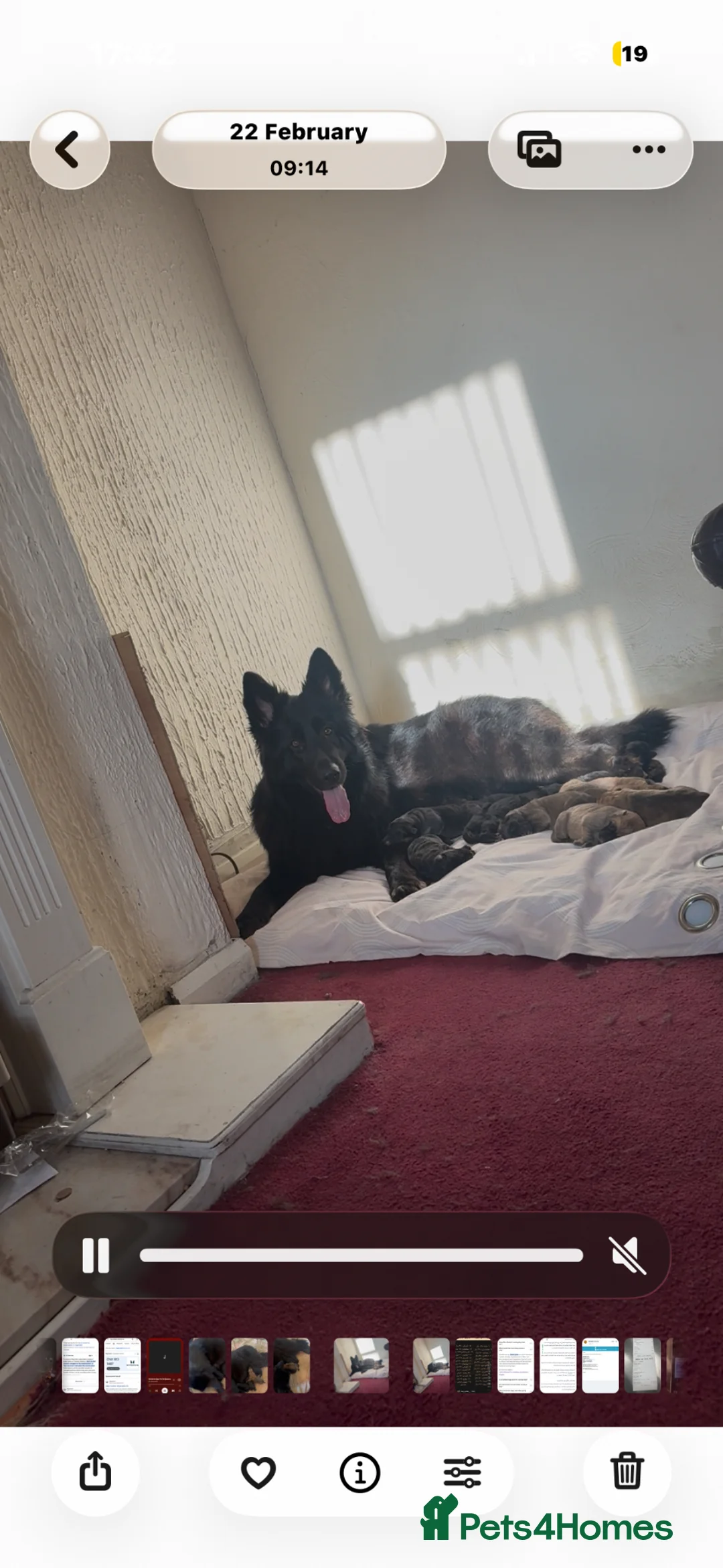 Mixed Breed dogs for sale: German shephered puppy  - Advert 2