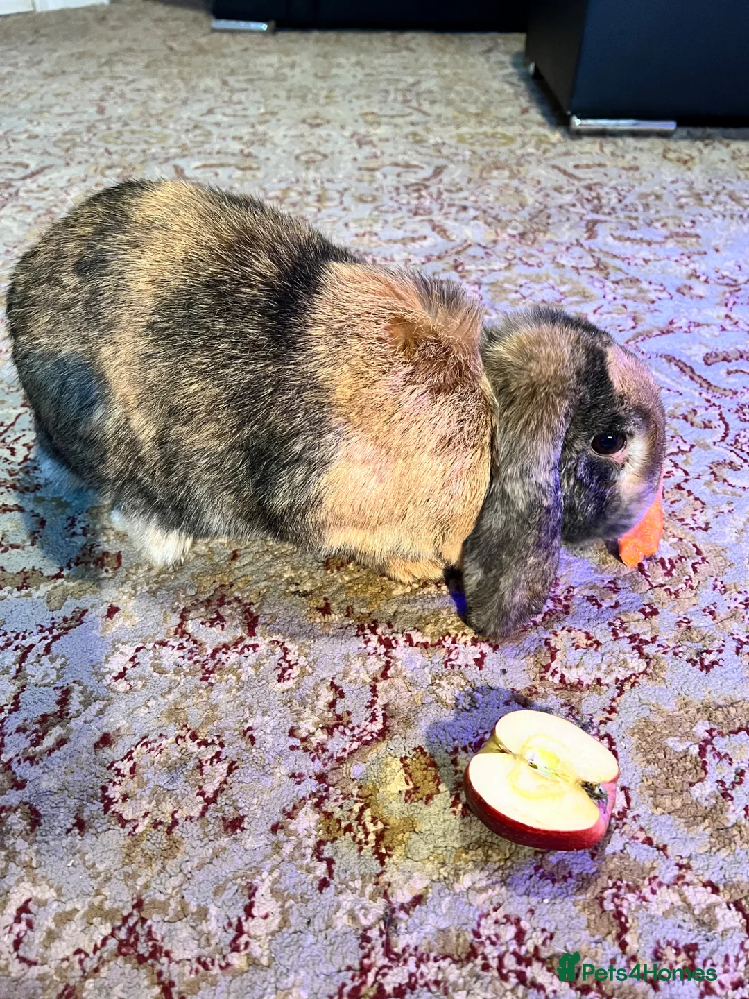 Harlequin rabbits for sale: 3 Year Old Harlequin Lop For Sale - Advert 2