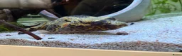 Pufferfish fish for sale: Fresh water Dragon/Humpback puffer for sale - Advert 3