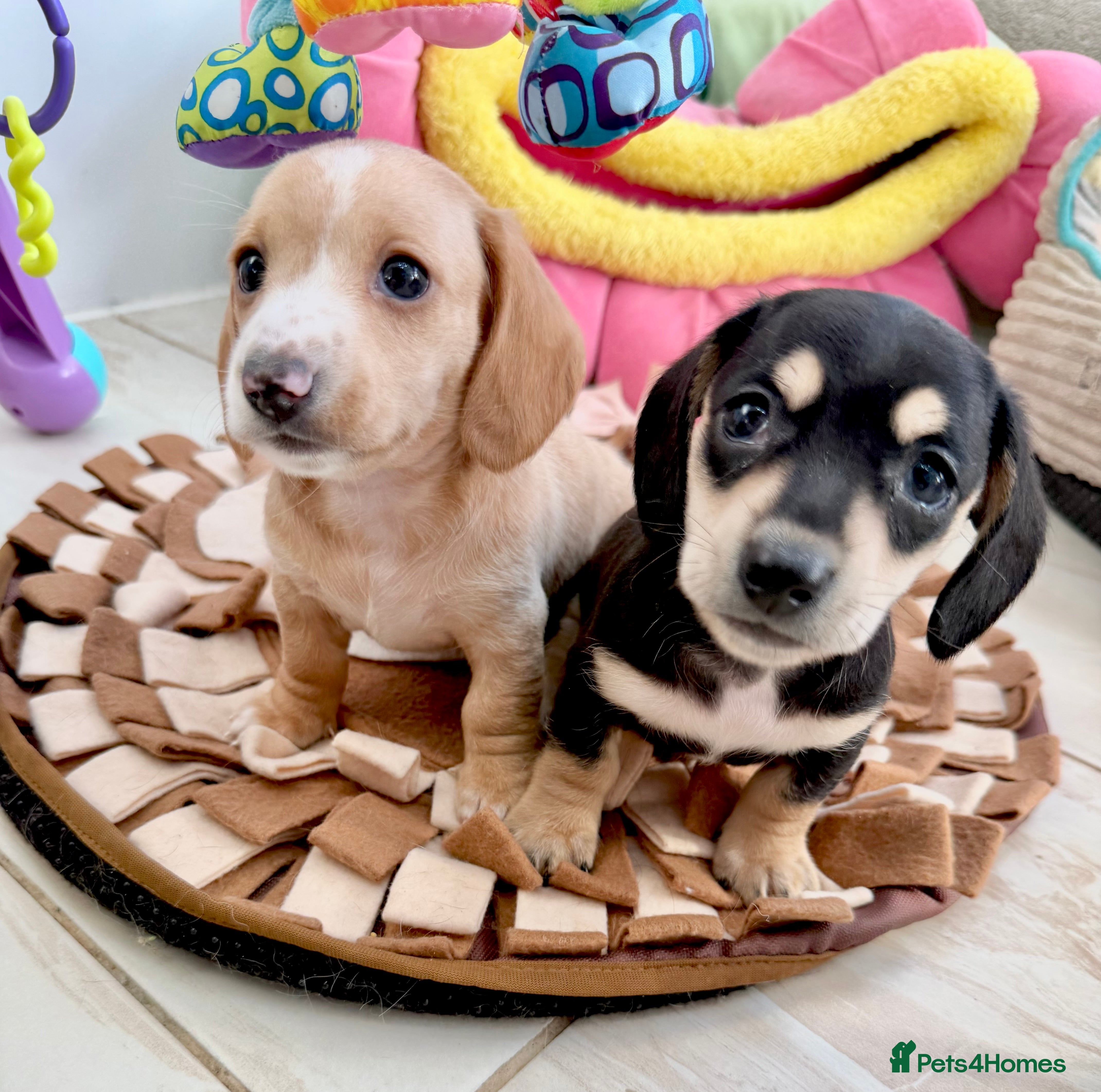 Miniature Dachshund dogs 🩷✨extra small Dachshund pups ready soon ✨🩷 - Advert 3