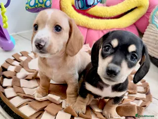 Miniature Dachshund dogs 🩷✨extra small Dachshund pups ready soon ✨🩷 - Advert 3