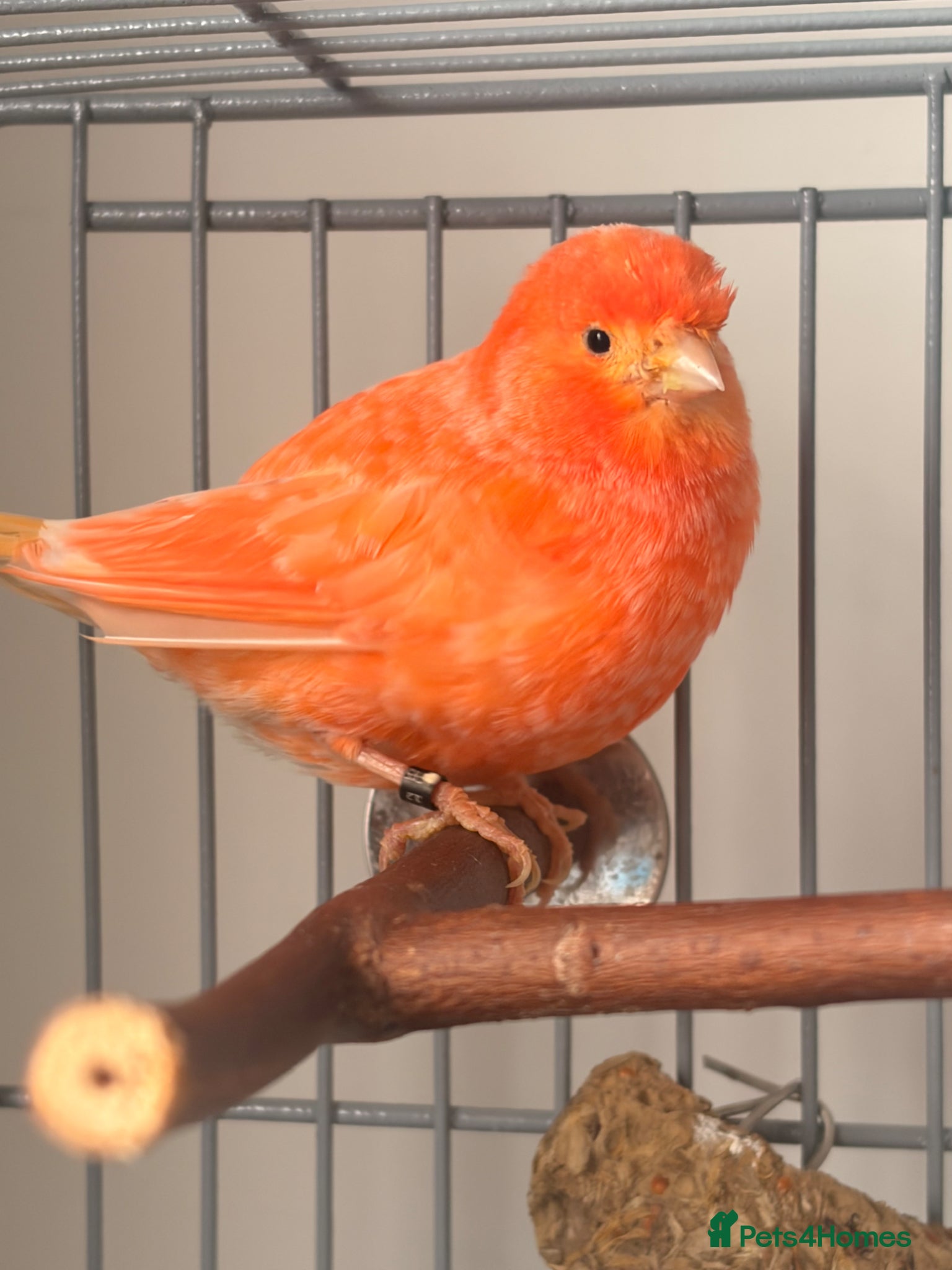 Canaries birds Lovely orange female canary - Advert 5