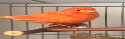 Canaries birds for sale: Lovely orange female canary in Cheadle - Advert 1
