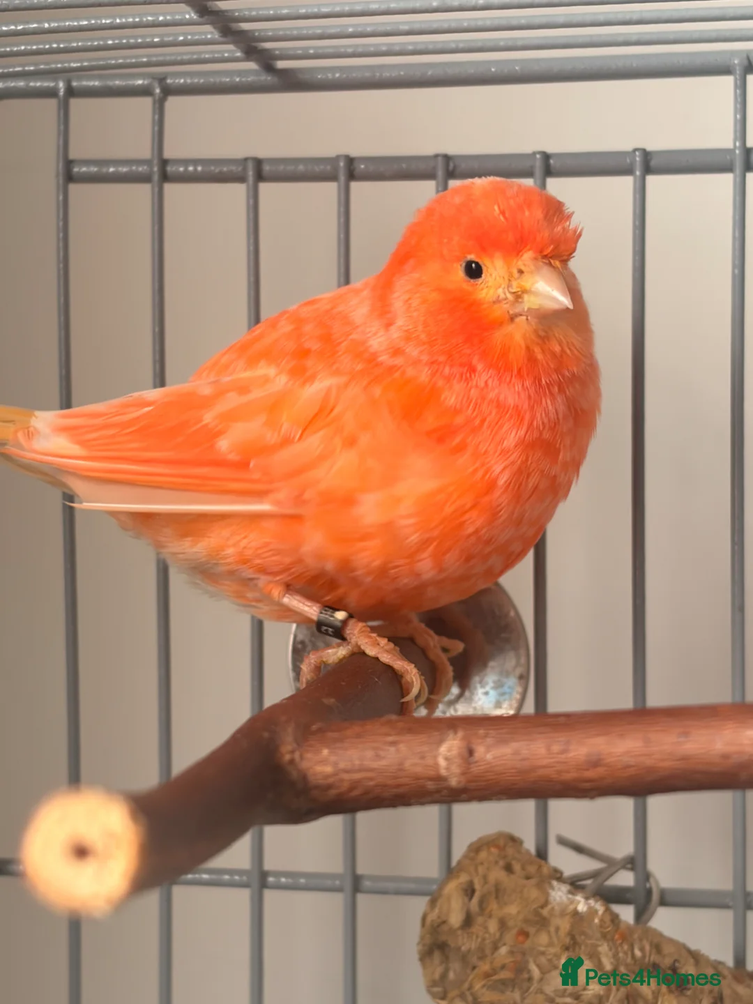 Canaries birds for sale: Lovely orange female canary in Cheadle - Advert 1