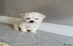 Maltipoo dogs for sale: 🐾 maltipoo puppy’s 🐾 - Image 16