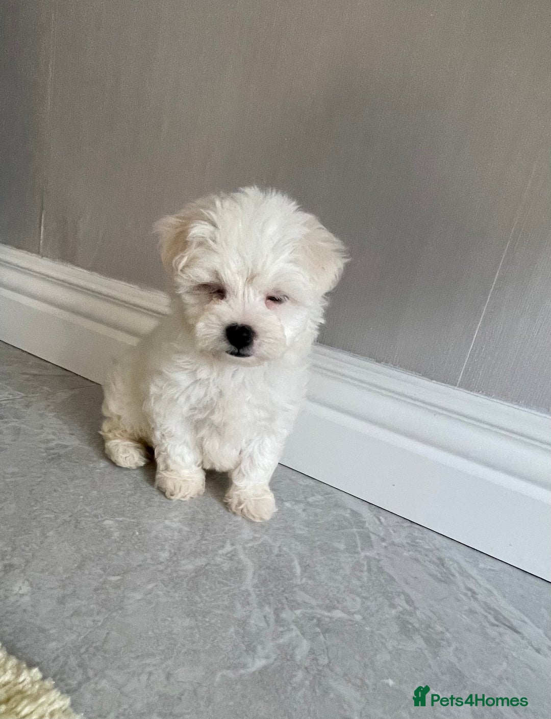 Maltipoo dogs for sale: 🐾 maltipoo puppy’s 🐾 - Image 16