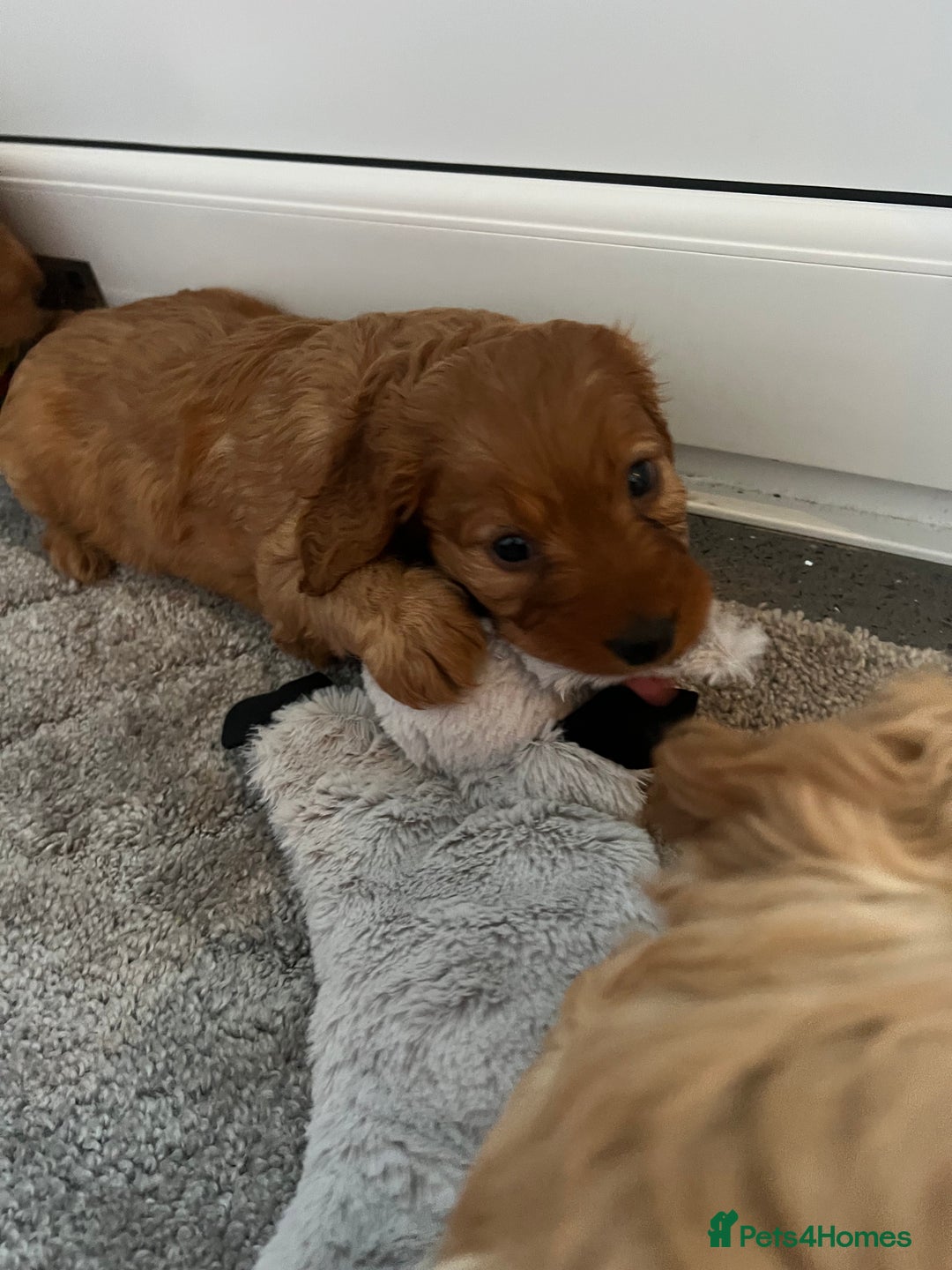 Cockapoo dogs for sale: Adorable beautiful f1 cockerpoo pups - Advert 11