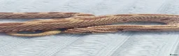 Snake reptiles for sale: Baby Western hognoses CB 25 & 26 ready to go  - Advert 1