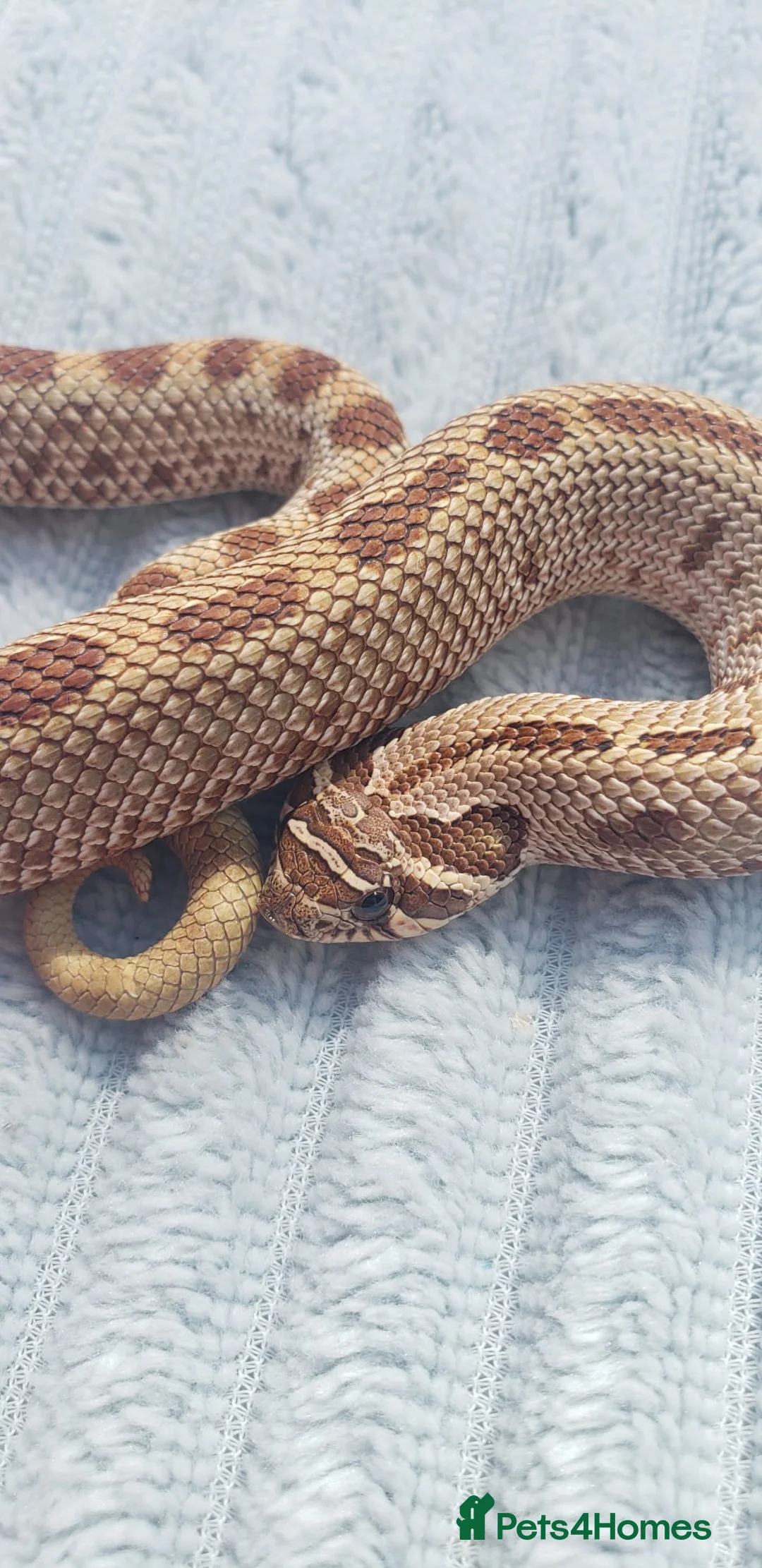 Snake reptiles for sale: Baby Western hognoses CB 25 & 26 ready to go  - Advert 1