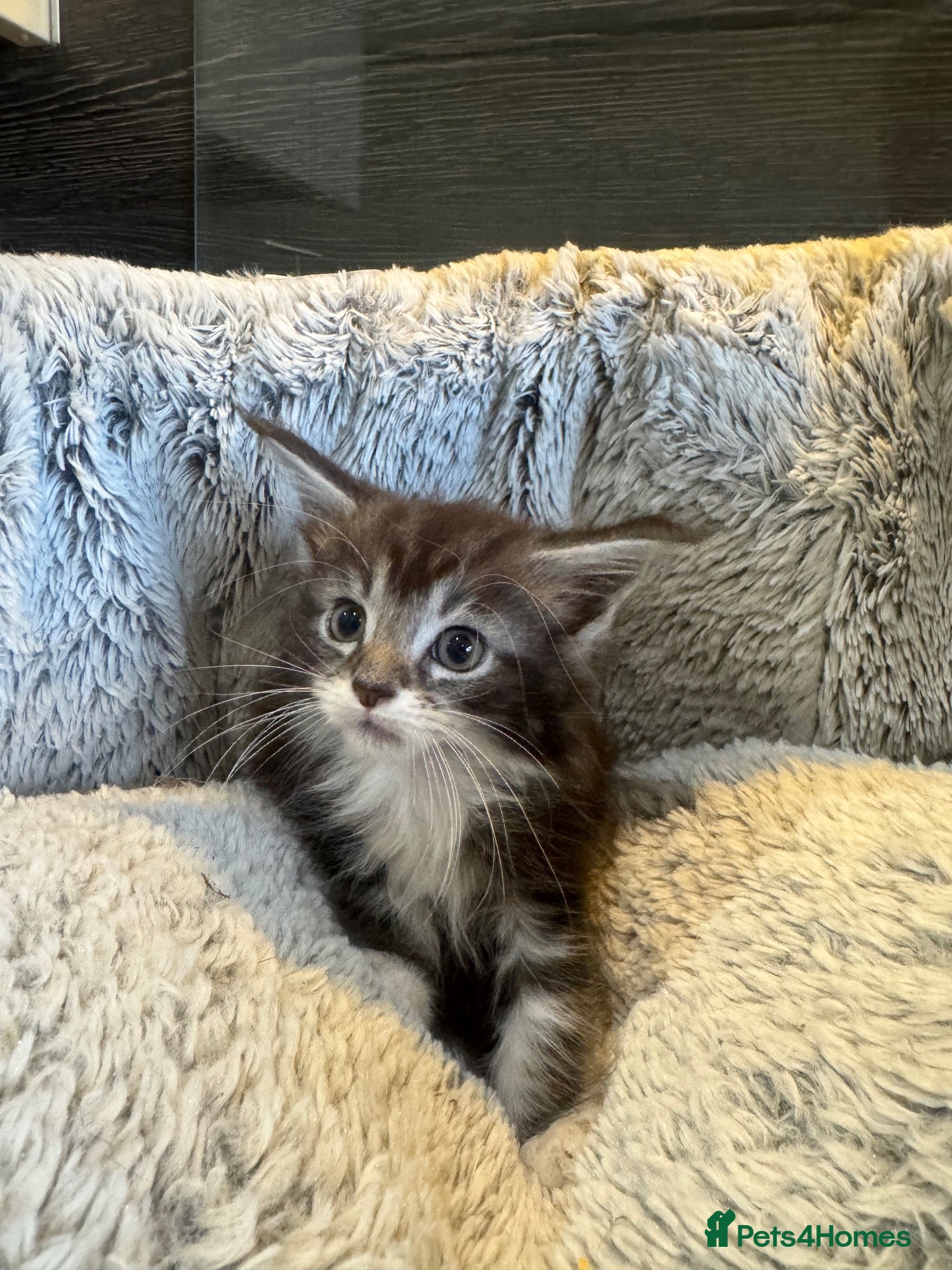 Maine Coon cats Full maine coon kittens ready now - Advert 1