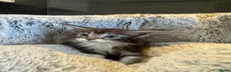 Maine Coon cats for sale: Full maine coon kittens ready now - Advert 1
