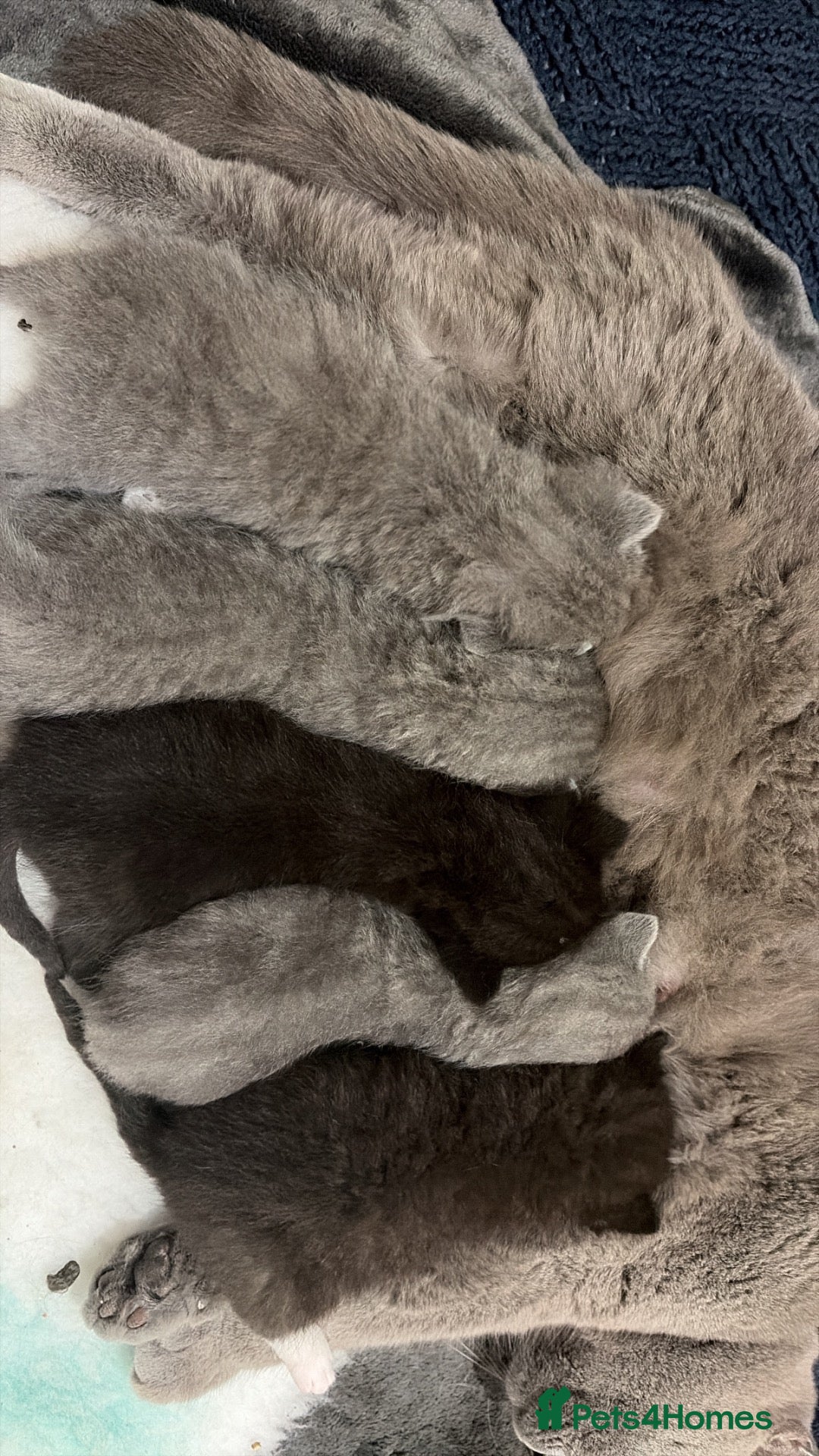 Mixed Breed cats litter of 5 british short hair mix domestic short  - Advert 2
