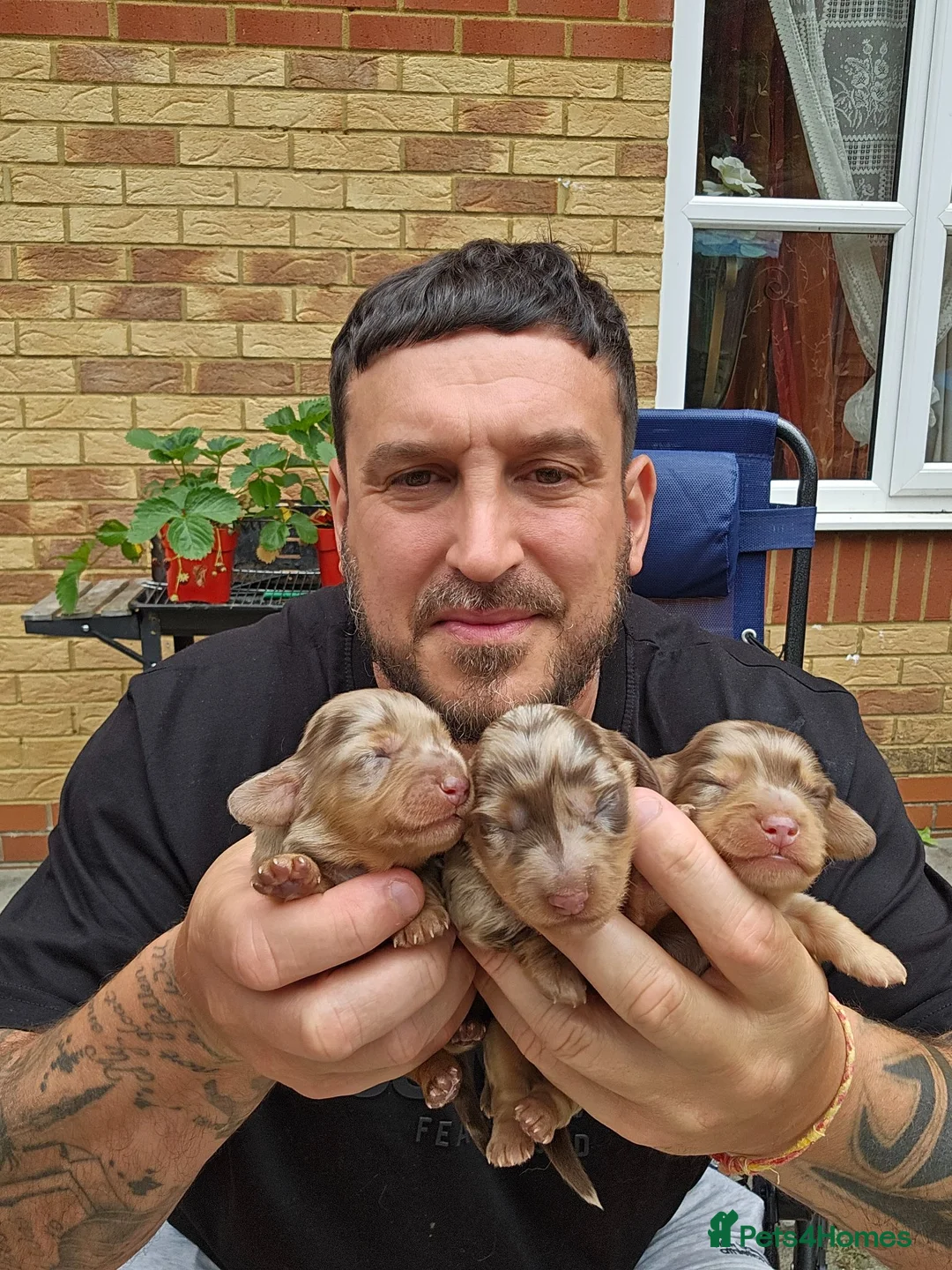 Miniature Dachshund dogs for sale: Miniature dachshund long haired - Advert 12