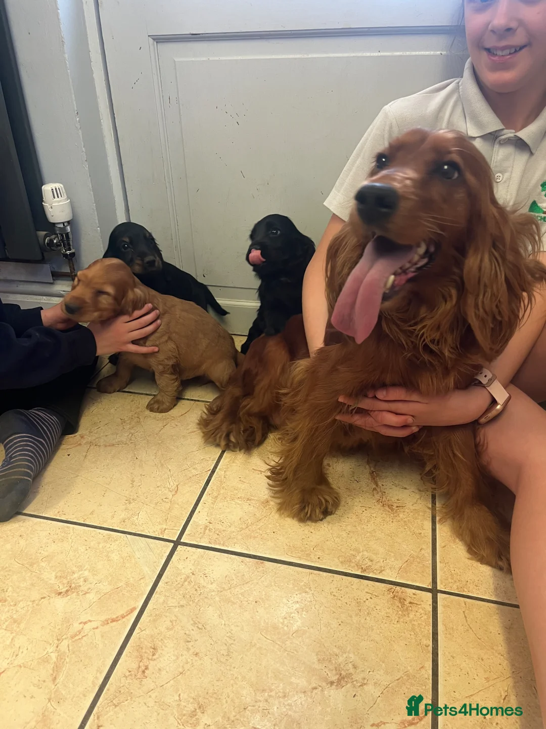 Cocker Spaniel dogs for sale: Beautiful pure cocker spaniels - Advert 7