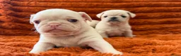 Pug dogs for sale: Perfect pug Puppies - Advert 7