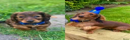 Miniature Dachshund dogs for sale: 3 Miniature Longhaired Dachshund Girls for Sale - Advert 3