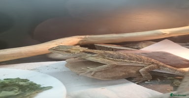 Bearded Dragon reptiles - Advert 3
