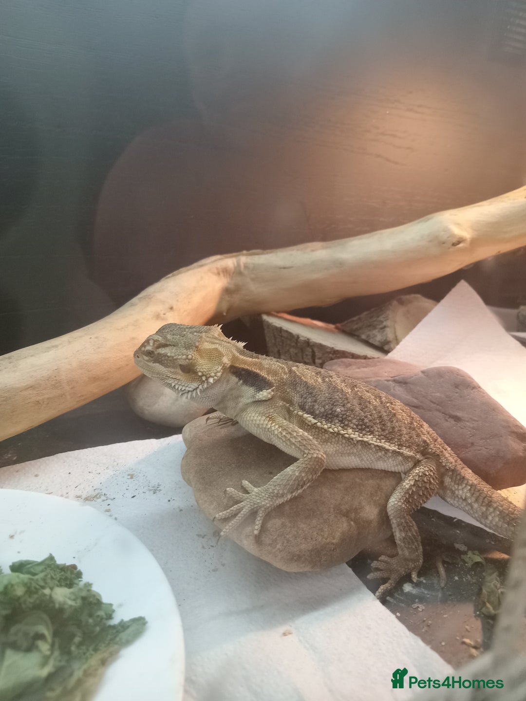 Bearded Dragon reptiles for sale: Rescued baby bearded dragon - Image 3