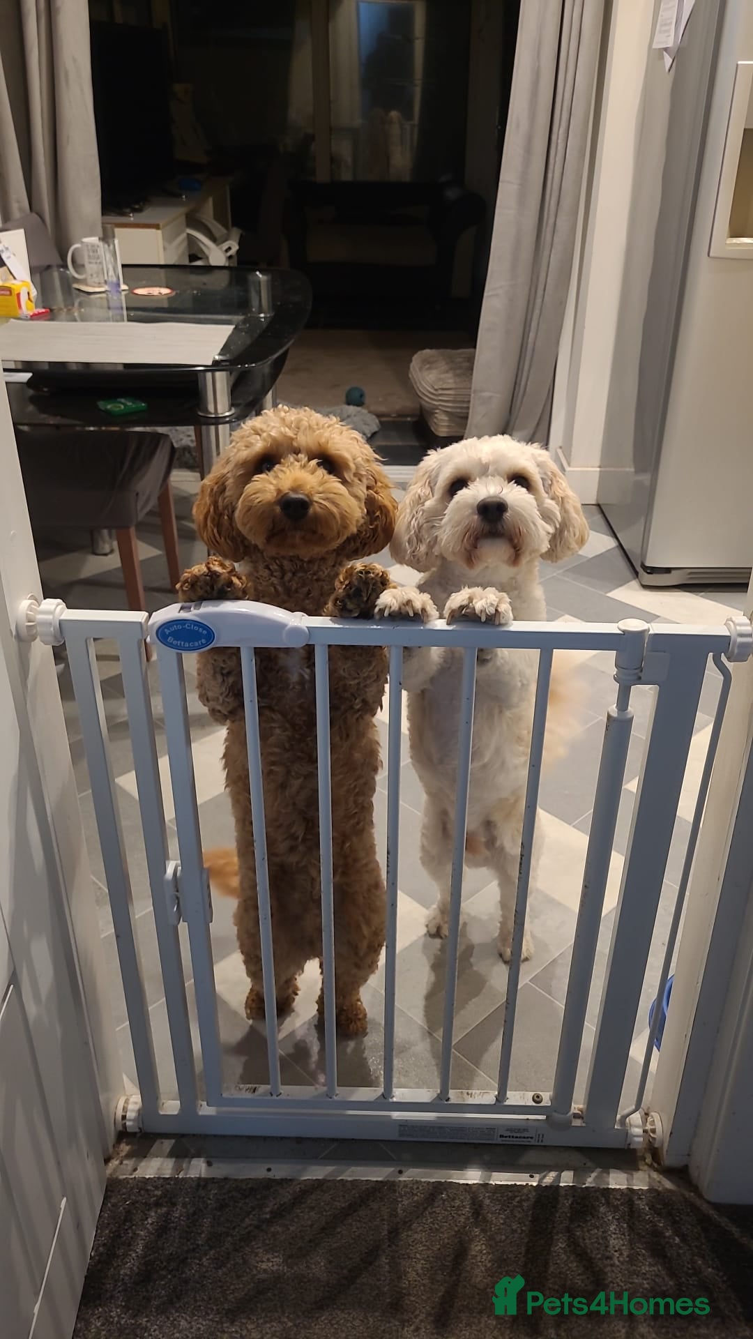 Mixed Breed dogs for sale: Gorgeous Cavapoochon Puppies - Image 9