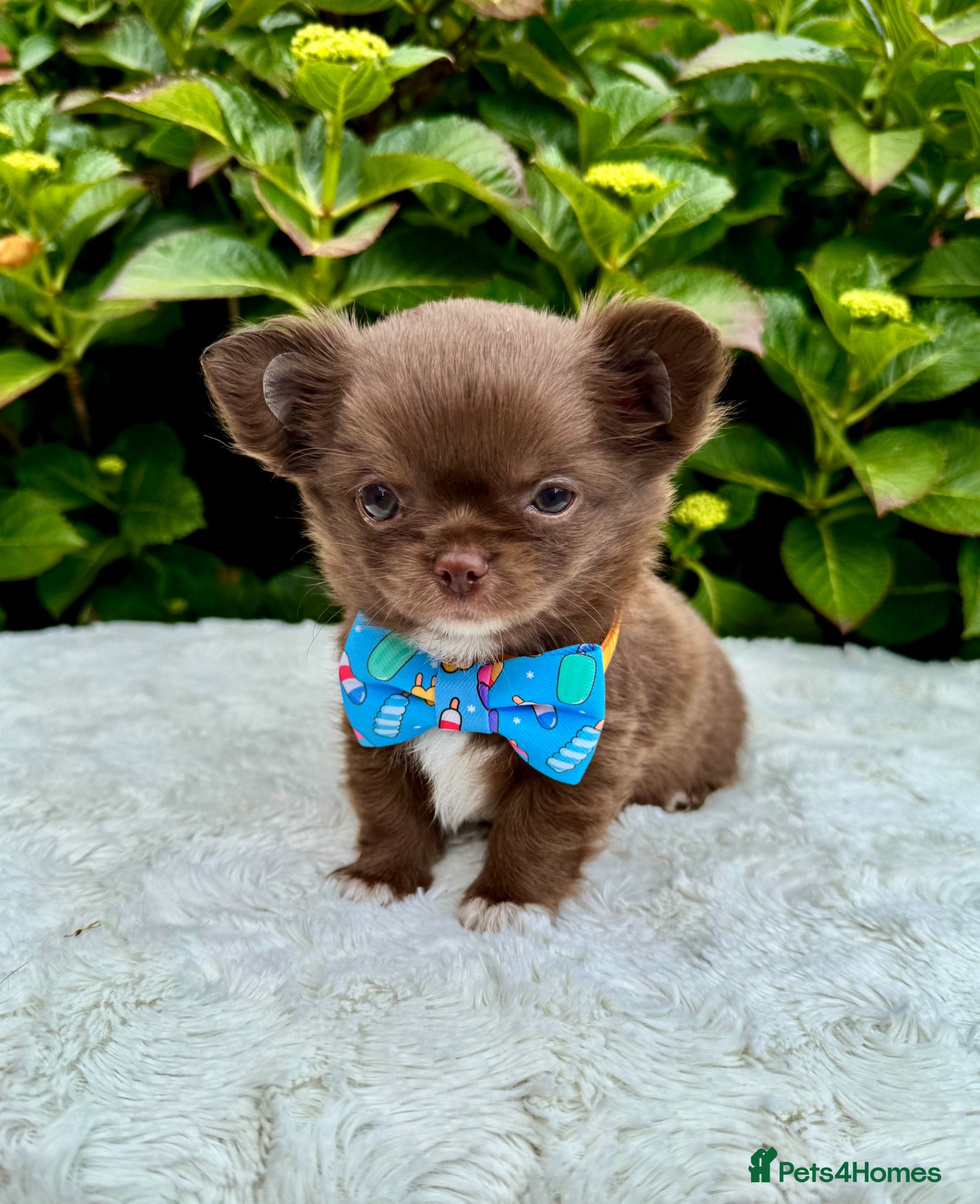 Chihuahua dogs 💙🤎 Unique KC LC Choco Chihuahuas, 2 Boys 🤎💙 - Advert 2