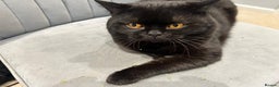 British Shorthair cats for stud: Black BSH British TICA & GCCF REG TOP QUALITY STUD in Rochdale - Advert 3