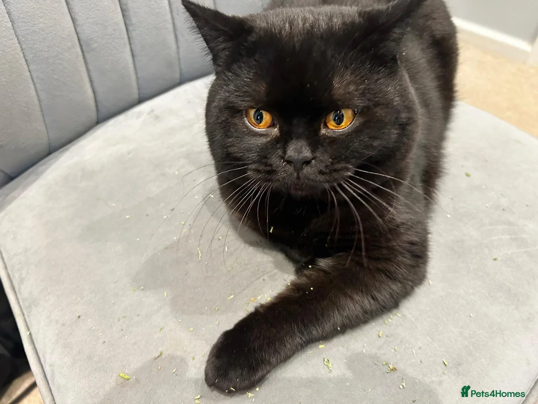 British Shorthair cats for stud: Black BSH British TICA & GCCF REG TOP QUALITY STUD in Rochdale - Advert 3