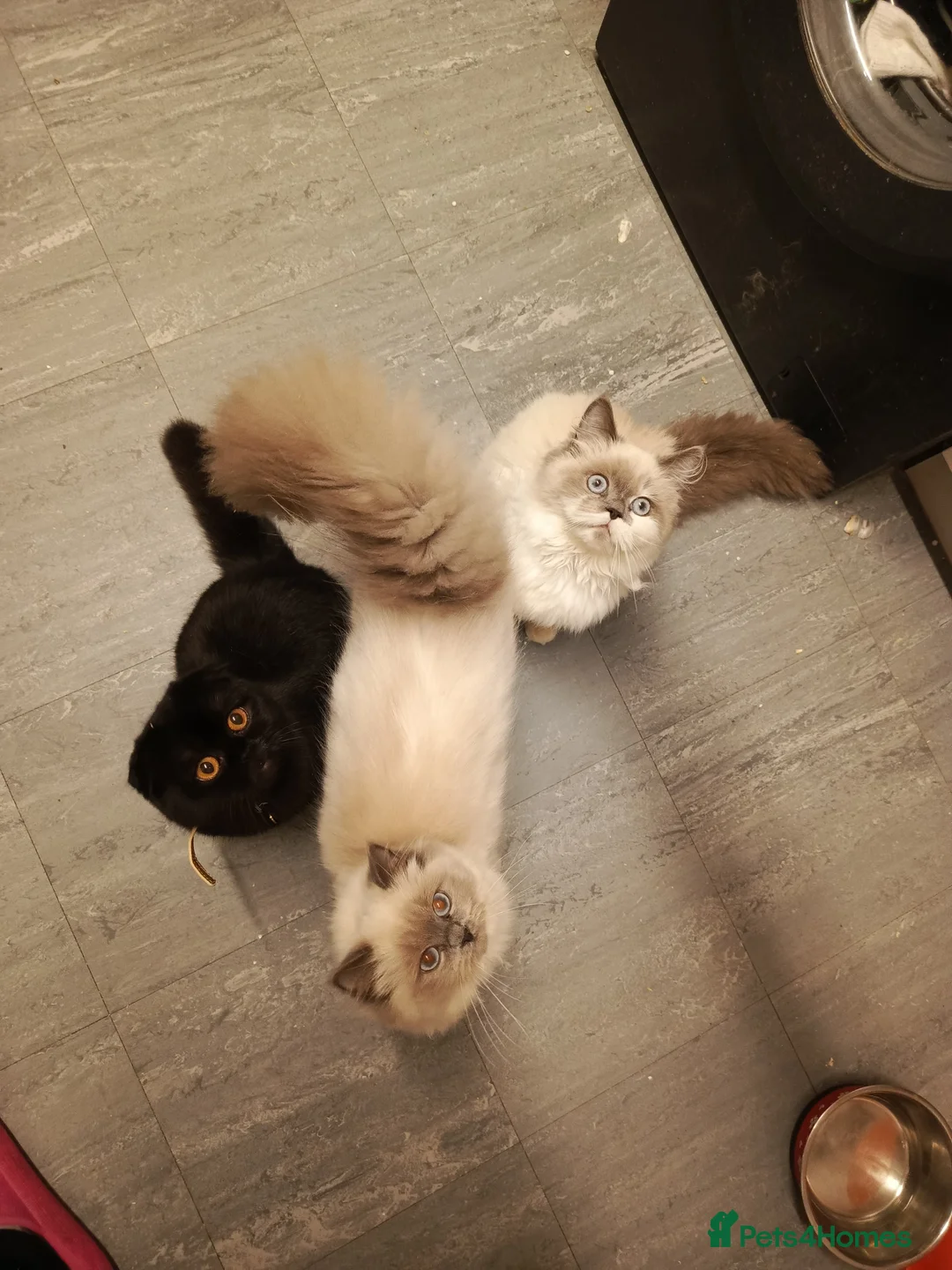 Ragdoll cats for sale: 2 ragdolls and 1 Scottish fold kittens  - Advert 4