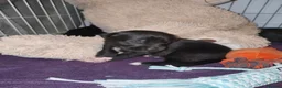 Mixed Breed dogs for sale: Gorgeous puppies looking for forever homes  - Advert 19