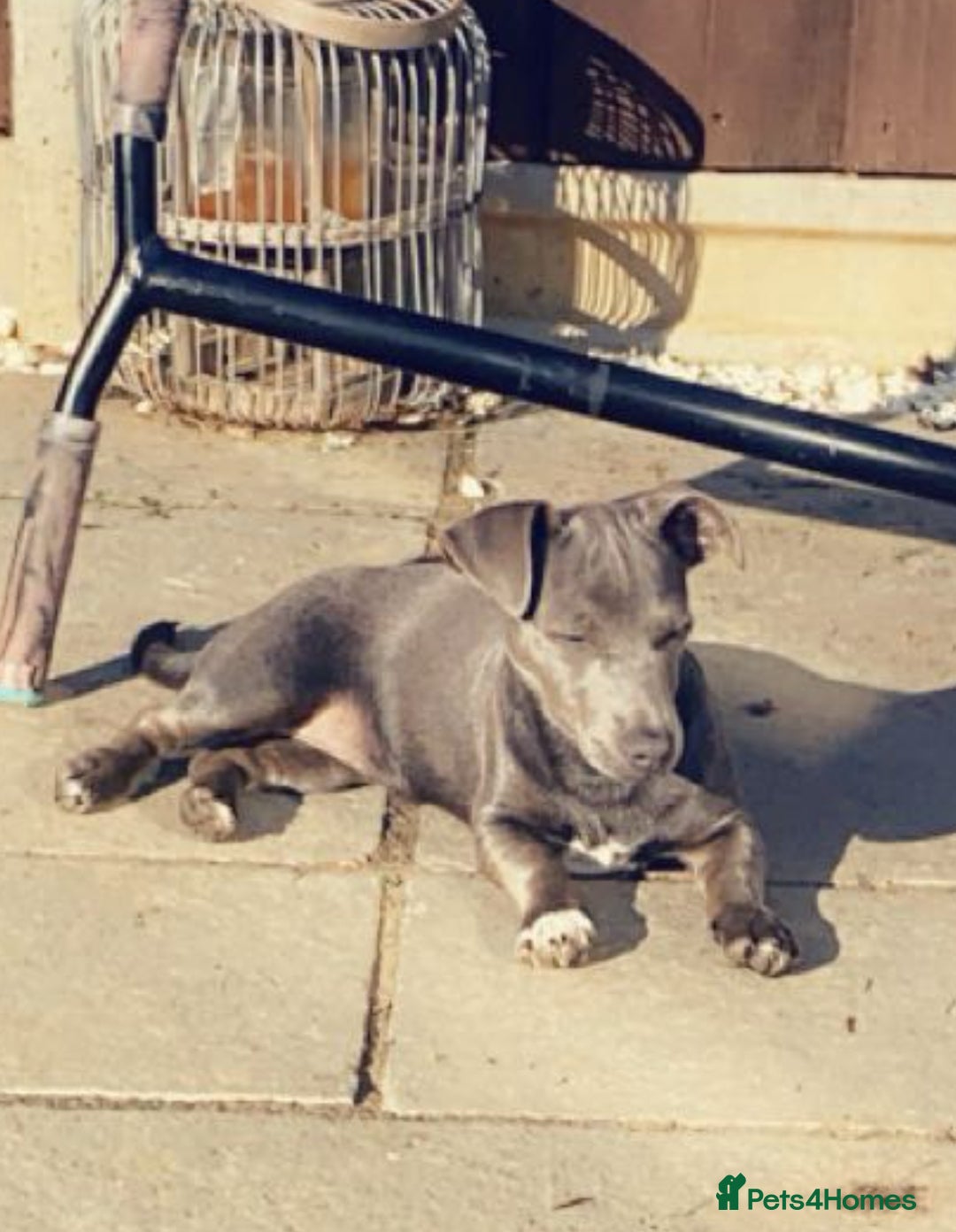 Jack Russell dogs for sale: Jack Russell female  - Image 3