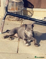 Jack Russell dogs - Advert 3