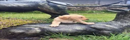 Labrador Retriever dogs for sale: Red & gold lab puppies  in Telford - Advert 17