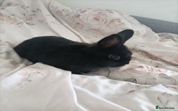 Netherland Dwarf rabbits for sale: Coco- Purebred Netherland dwarf rabbit - Image 4