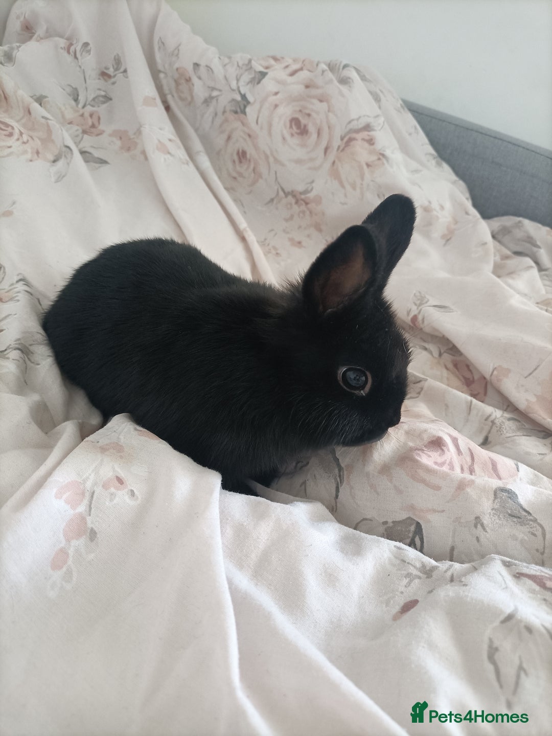 Netherland Dwarf rabbits for sale: Coco- Purebred Netherland dwarf rabbit - Image 4