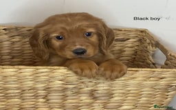 Cocker Spaniel dogs for sale: Hereditary clear working cocker spaniels - Image 12