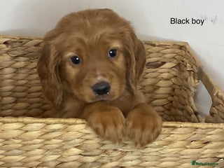 Cocker Spaniel dogs - Advert 26