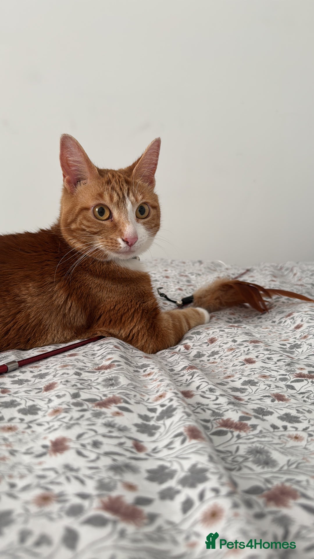 Mixed Breed cats for sale: Marla ginger cat  - Advert 35