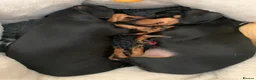 Miniature Dachshund dogs for sale: KC registered quality true miniature dachshunds  - Advert 10