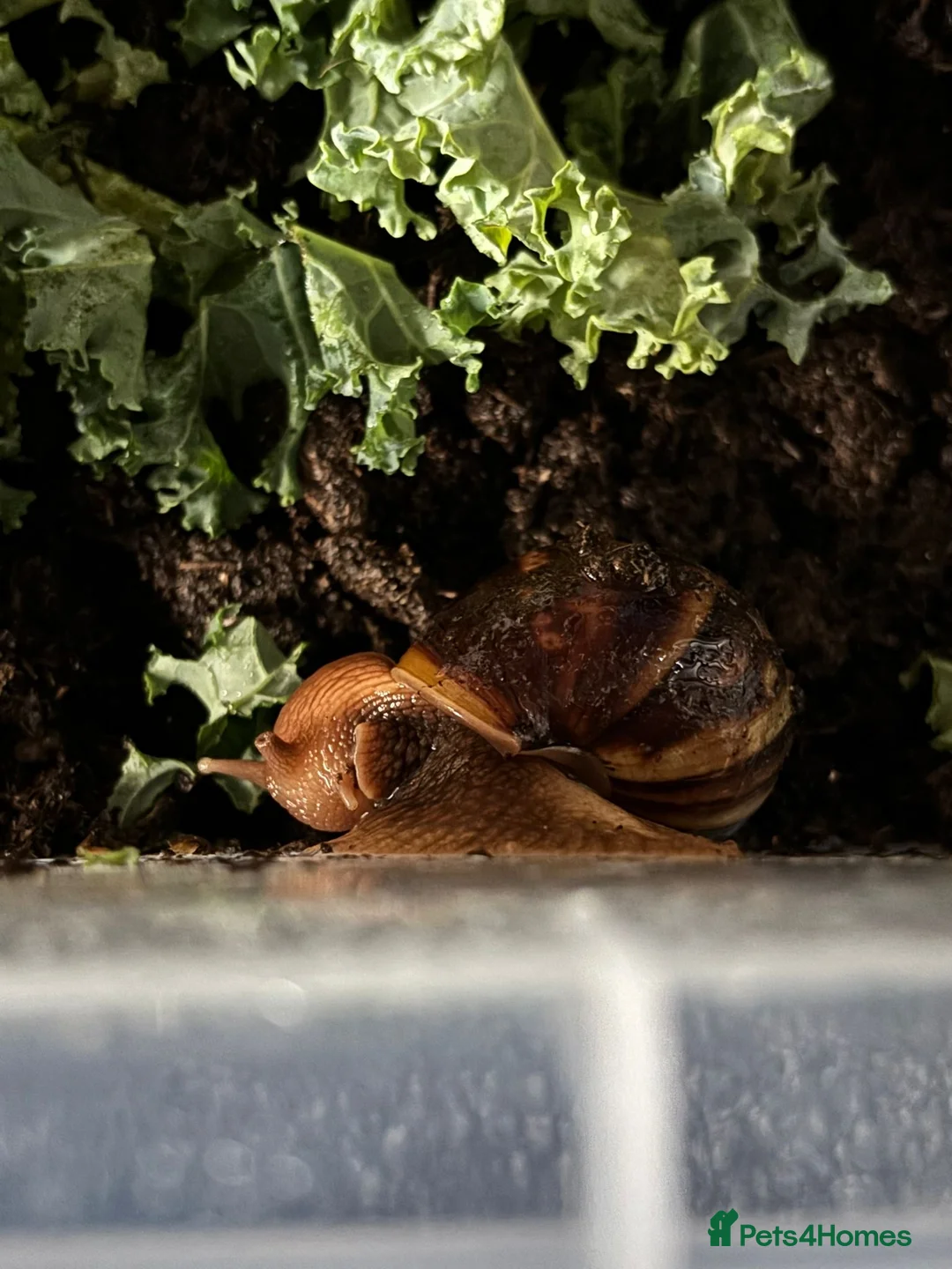 Snails invertebrates for sale: African land snails in Malton - Advert 4