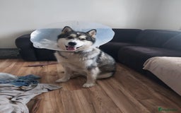 Alaskan Malamute dogs for sale: Beau - Male Alaskan Malamute.  - Image 3