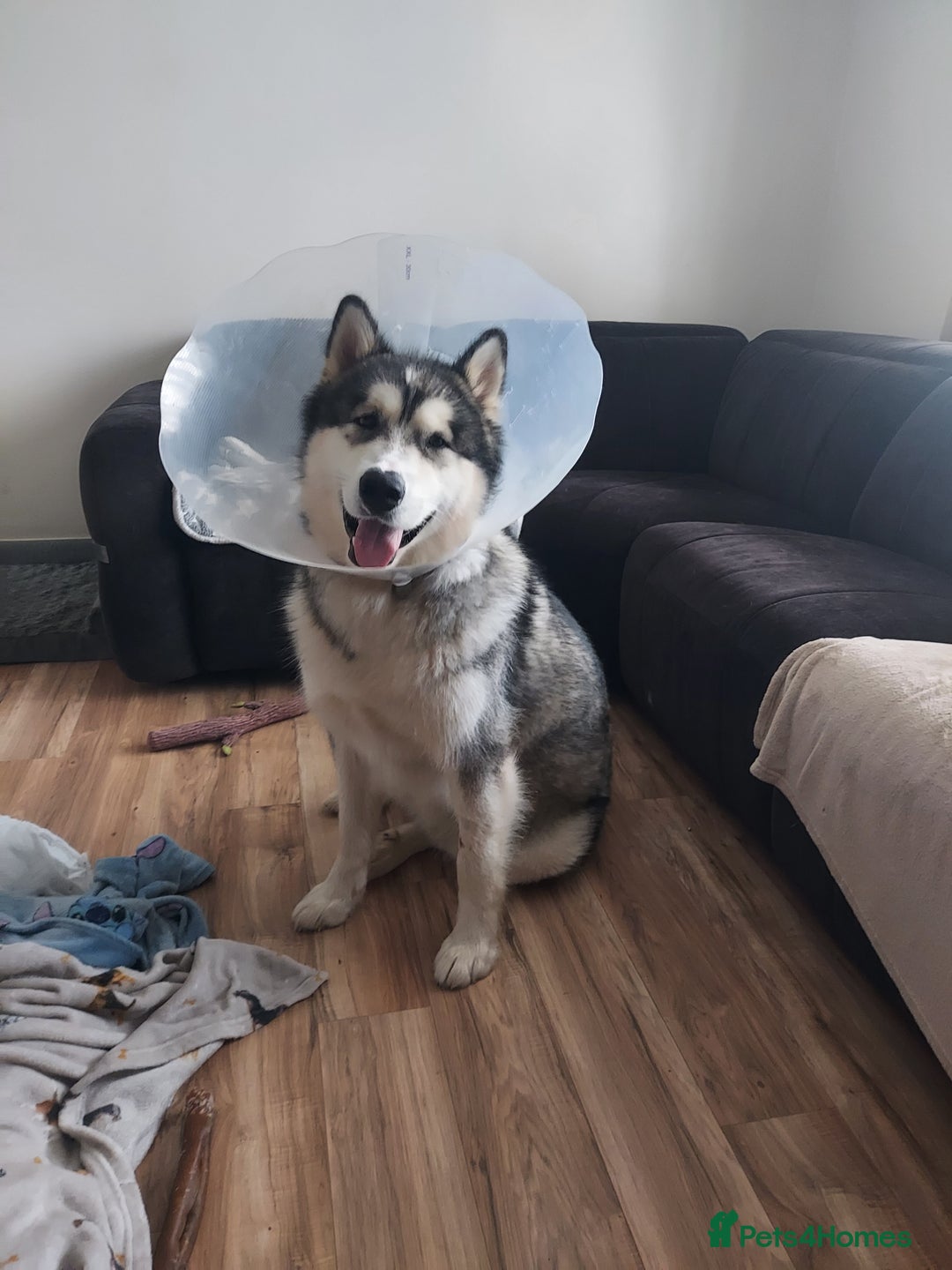 Alaskan Malamute dogs for sale: Beau - Male Alaskan Malamute.  - Image 3