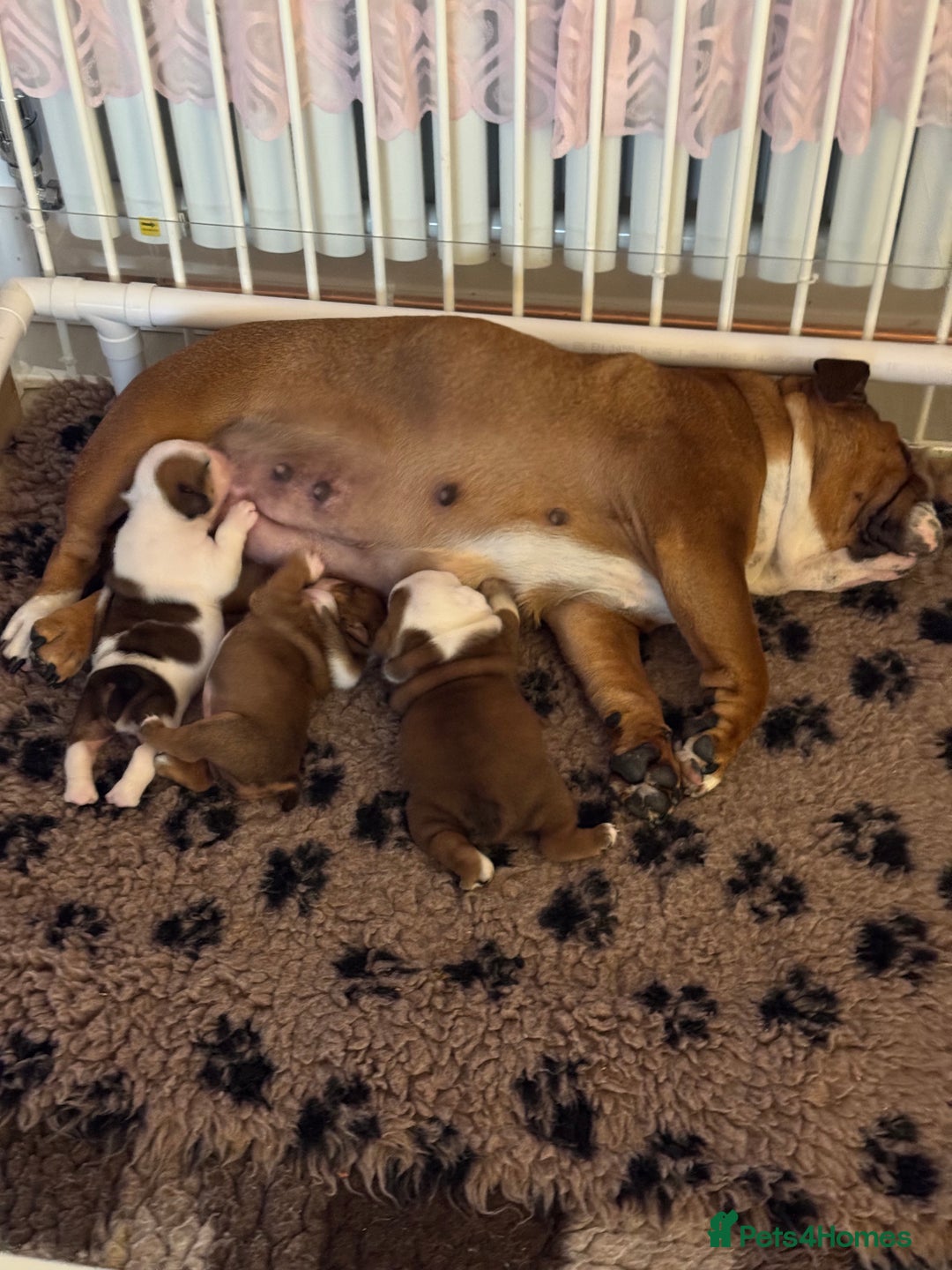 English Bulldog dogs for sale: *2 Healthy Bitches Available To The Best Homes*  - Image 9