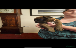 Mixed Breed dogs for sale: Lakeland x Boston terrier - Image 9