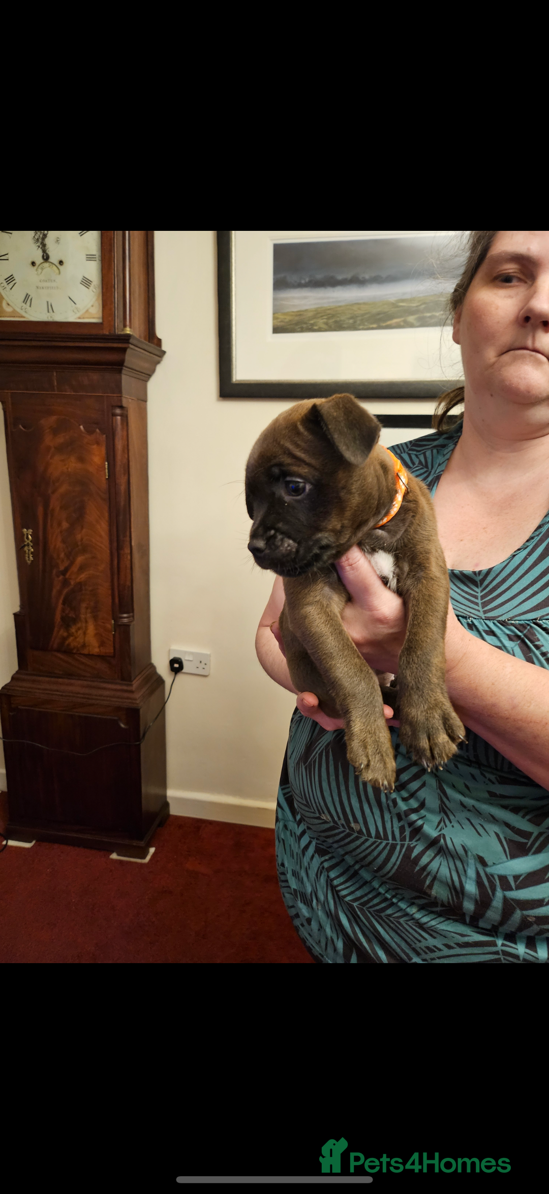 Mixed Breed dogs for sale: Lakeland x Boston terrier - Image 9