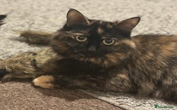 Ragdoll cats for sale: Retired Queen - Image 2