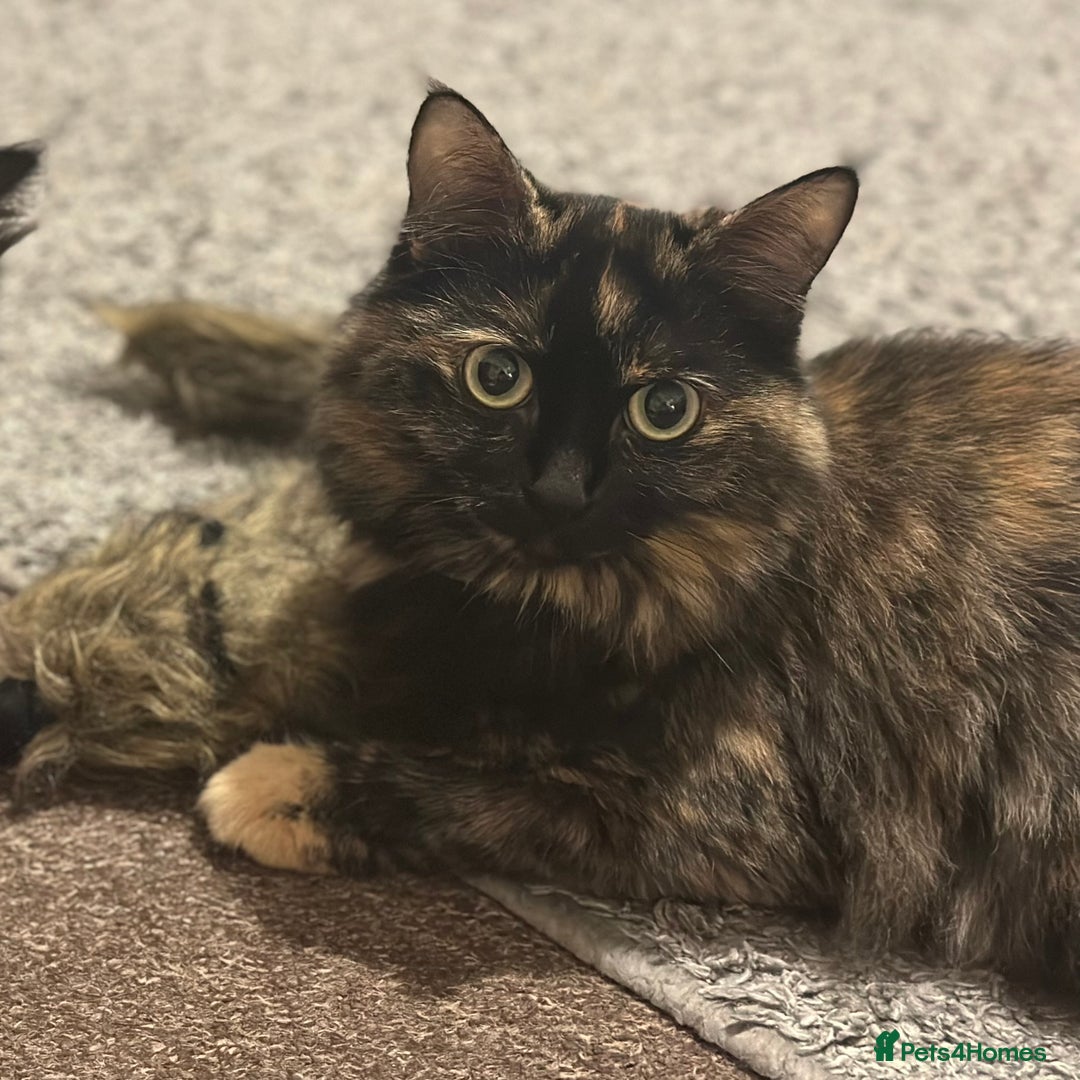 Ragdoll cats for sale: Retired Queen - Image 2