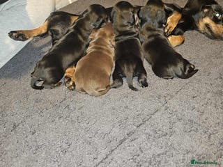 Miniature Dachshund dogs Miniature daschund - Advert 17